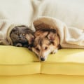 How to Get Rid of Dog and Cat Pet Dander in the House Using HVAC Air Ionizers