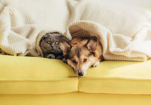 How to Get Rid of Dog and Cat Pet Dander in the House Using HVAC Air Ionizers